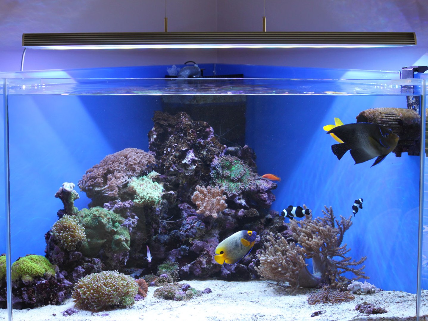 Особенности освещения аквариума и травника светодиодными прожекторами и светильниками: как выбрать, закрепить, сделать самому